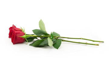 red Rose