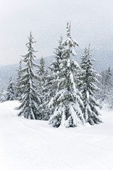 Frosty day in mountains Carpathian