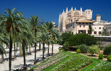 Palma de Mallorca - Palmen und Kathedrale
