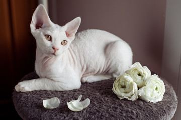 Fototapeta na wymiar Beautiful white cat sitting on stand decorated with flowers