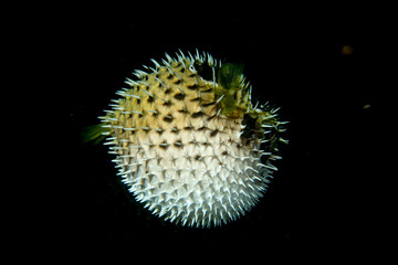 Inflated porcupine puffer ball fish