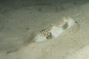Stargazer priest fish hunting in sand in Philippines