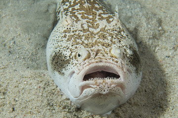Stargazer priest fish hunting in sand in Philippines
