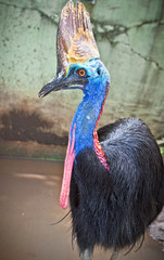 Australian wild Cassowary ( Casuartius-casuarius) . Indonasia.