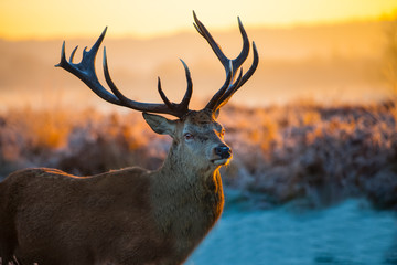 Red Deer in Morning Sun. 
