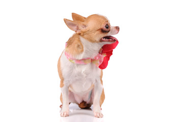 funny chihuahua dog isolated over white background