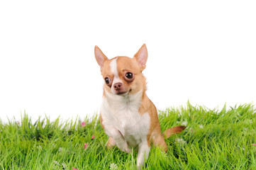 funny chihuahua dog on green grass