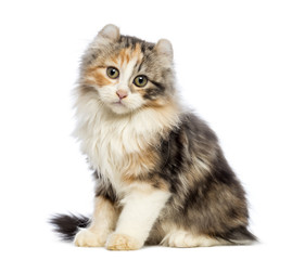 Obraz premium American Curl kitten, 3 months old, sitting and looking
