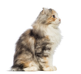 Side view of an American Curl kitten, 3 months old, sitting