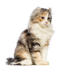 American Curl kitten, 3 months old, sitting and looking away
