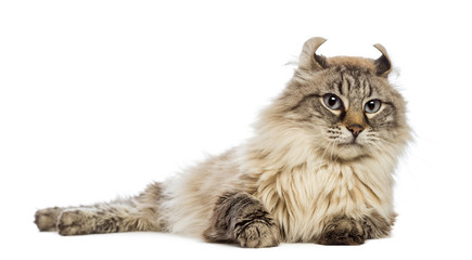 American Curl lying and looking away