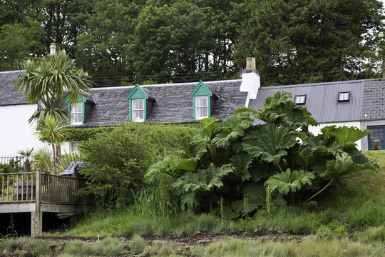 mammutblatt riesen rhabarber in plockton - schottland