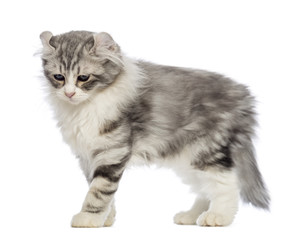 Obraz premium Side view of an American Curl kitten, 3 months old