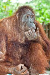 Orangutan  in the jungle of Java