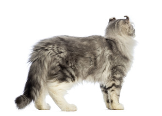 Side view of an American Curl kitten, 3 months old