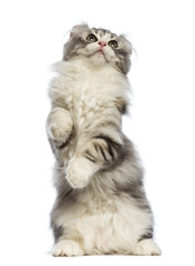 American Curl kitten, 3 months old, standing on hind leg