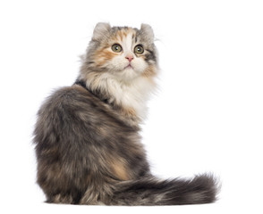 Obraz premium Rear view of an American Curl kitten, 3 months old, sitting