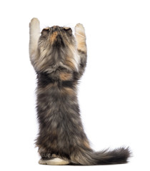 Rear view of an American Curl kitten, 3 months old, standing