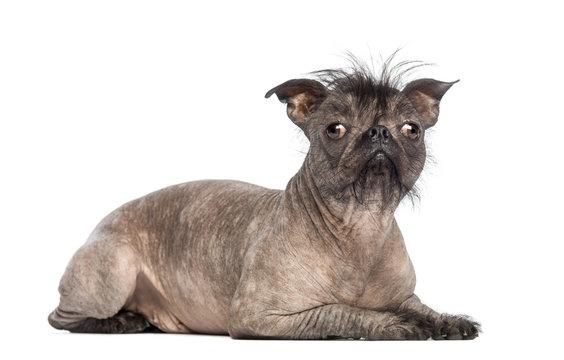 Hairless Mixed-breed dog, mix of a French bulldog