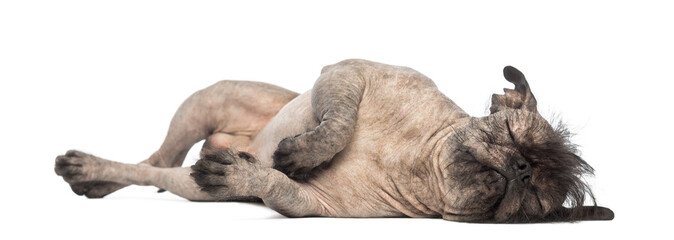 Hairless Mixed-breed dog, lying on the side