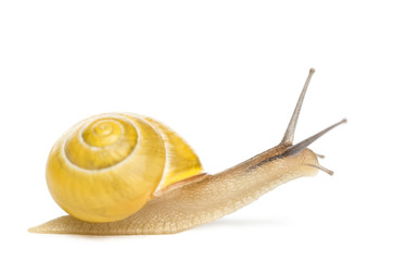 Grove snail or brown-lipped snail without dark bandings © Eric Isselée