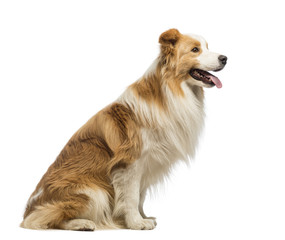 Side view of a Border Collie, 1.5 years old, sitting and panting