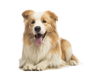 Obraz premium Border Collie, 1.5 years old, lying and panting