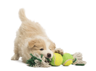 Border Collie puppy, 6 weeks old, playing with a dog toy © Eric Isselée