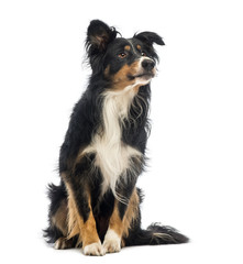 Border Collie, 8.5 years old, sitting and looking up