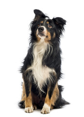 Border Collie, 8.5 years old, sitting and looking up