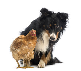 Border Collie, 8.5 years old, sitting behind a hen