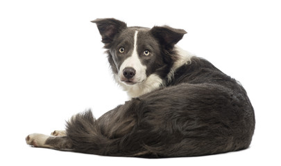 Rear view of a Border Collie, 8 months old, lying and looking