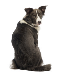 Rear view of a Border Collie, 8 months old, looking back