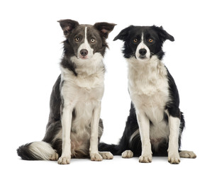 Two border Collies, 8 months old, sitting and looking