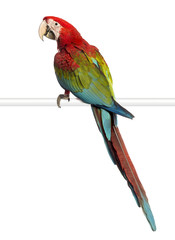 Naklejka premium Green-winged Macaw, Ara chloropterus, 1 year old, perched