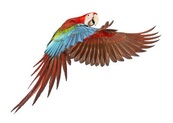 Green-winged Macaw, Ara chloropterus, 1 year old, flying