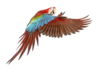 Foto op Plexiglas Green-winged Macaw, Ara chloropterus, 1 year old, flying © Eric Isselée