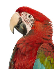 Side view close-up of a Green-winged Macaw, Ara chloropterus