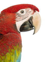 Side view close-up of a Green-winged Macaw, Ara chloropterus
