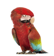Green-winged Macaw, Ara chloropterus, 1 year old, scratching © Eric Isselée