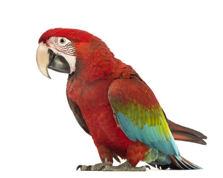Fototapeta Green-winged Macaw, Ara chloropterus, 1 year old