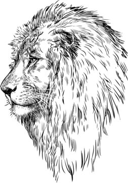 profile of a lion