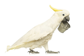 Sulphur-crested Cockatoo, Cacatua galerita, 30 years old © Eric Isselée