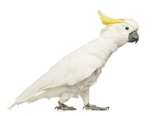 Sulphur-crested Cockatoo, Cacatua galerita, 30 years old © Eric Isselée