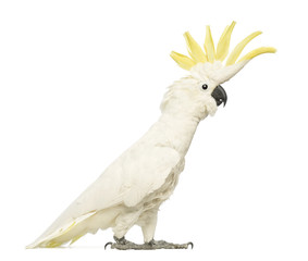 Sulphur-crested Cockatoo, Cacatua galerita, 30 years old
