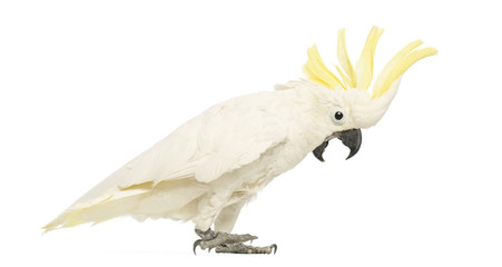 Sulphur-crested Cockatoo, Cacatua galerita, 30 years old © Eric Isselée