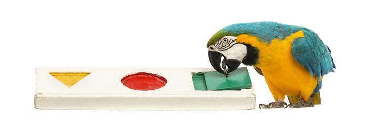 Blue-and-yellow Macaw, Ara ararauna, 30 years old, playing