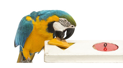 Obraz premium Blue-and-yellow Macaw, Ara ararauna, 30 years old, playing