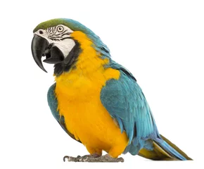 Wall murals Parrot Blue-and-yellow Macaw, Ara ararauna, 30 years old