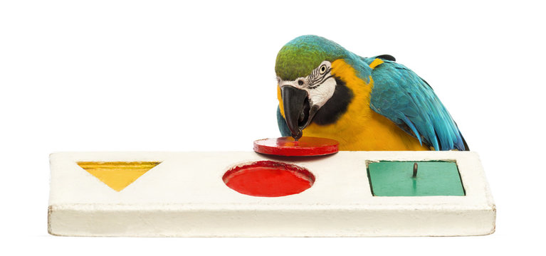 Blue-and-yellow Macaw, Ara ararauna, 30 years old, playing